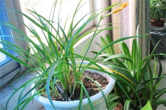 萱草的养殖办法