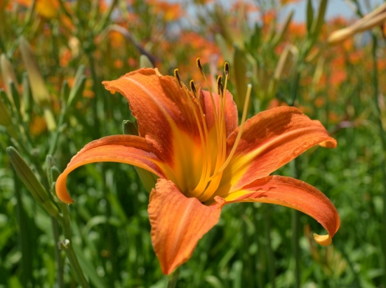 萱草花语：遗忘的爱