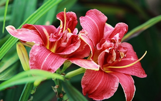 如何让大花萱草花大色艳