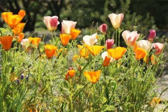 花菱草什么时候开花，花期大约在4～8月