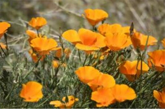 花菱草什么时候开花，花期大约在4～8月