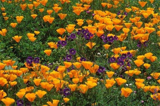 花菱草什么时候开花，花期大约在4～8月