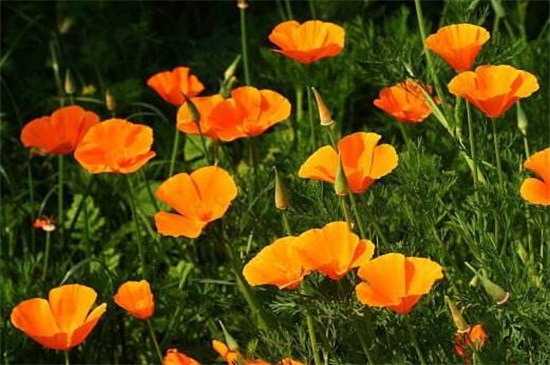 花菱草什么时候开花，花期大约在4～8月