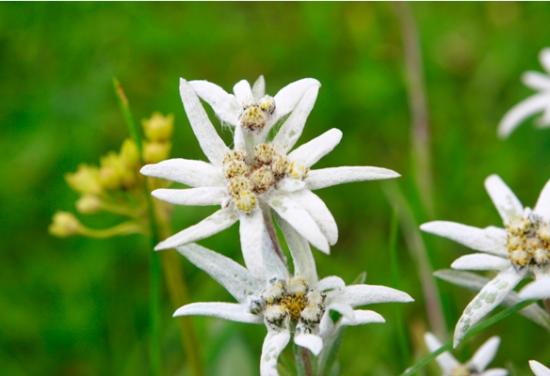 雪绒花养殖办法:由于在整个生长期比较怕热，最适生长温度为10～15℃