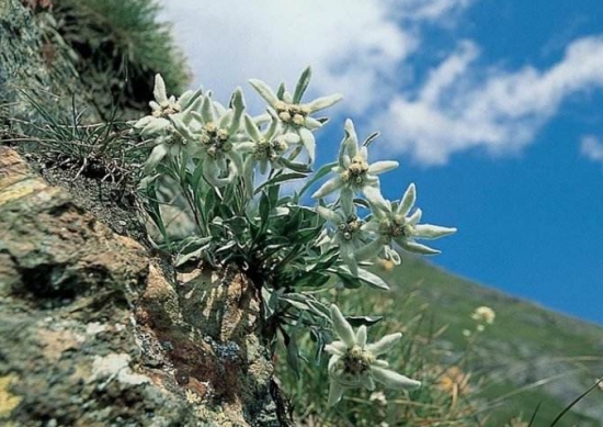 雪绒花养殖办法:由于在整个生长期比较怕热，最适生长温度为10～15℃