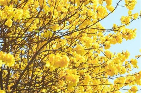 黄花风铃木的养殖办法和留意事项