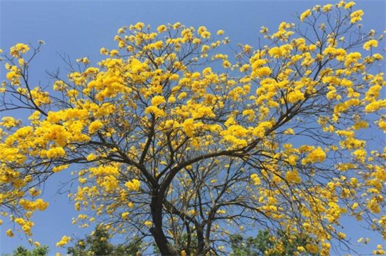 黄花风铃木的养殖办法和留意事项