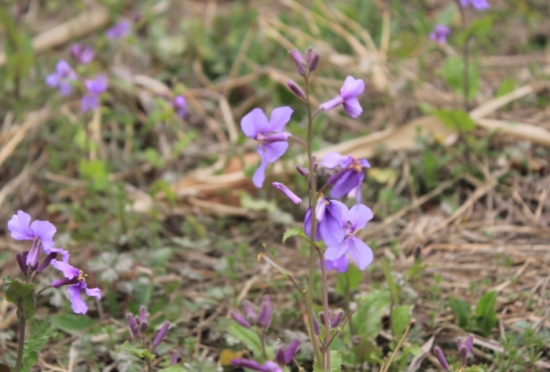 紫花苜蓿的栽培技术 紫花苜蓿的栽培技术