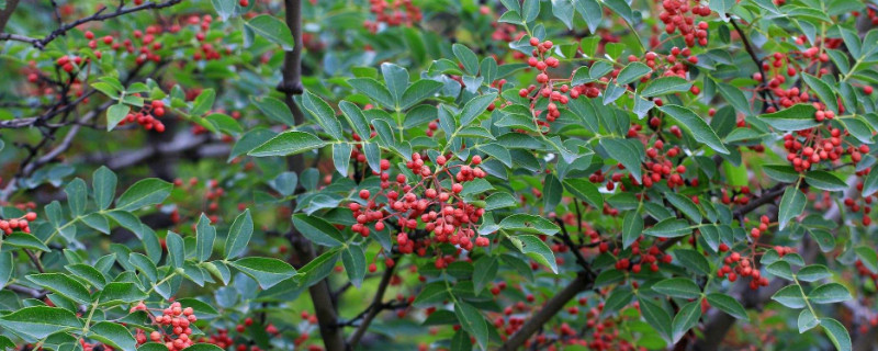 花椒树最怕啥
