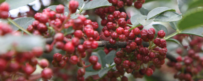 花椒为何能克死大树
