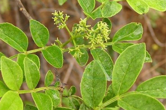 花椒为何能克死大树