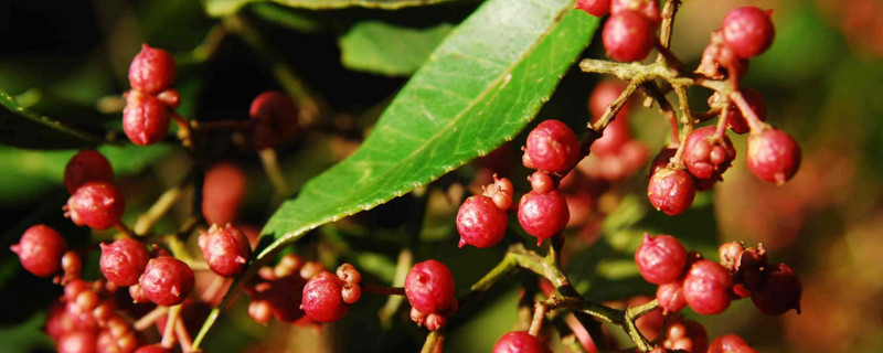 花椒芽虫如何控制