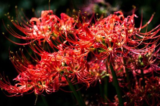 冥花是什么意思