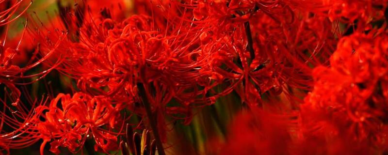 彼岸花图片