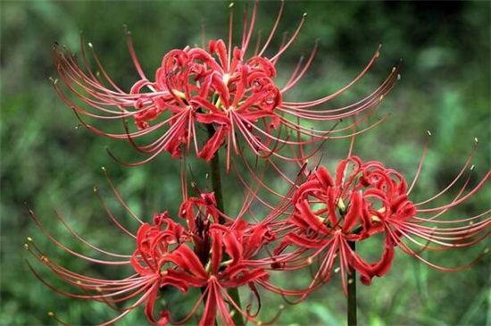 彼岸花的养殖办法和留意事项