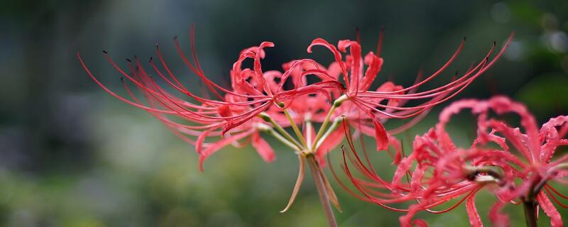 彼岸花如何种植办法