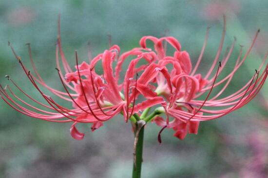彼岸花如何种植办法