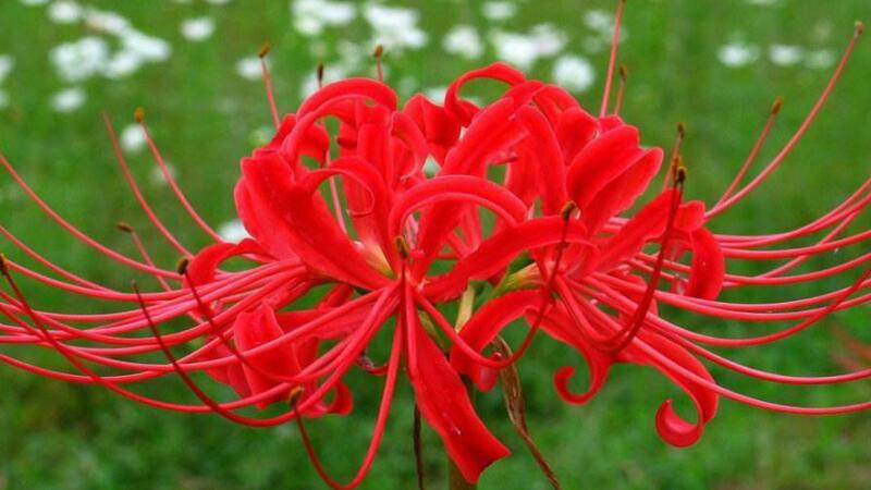 彼岸花为何叫死人花