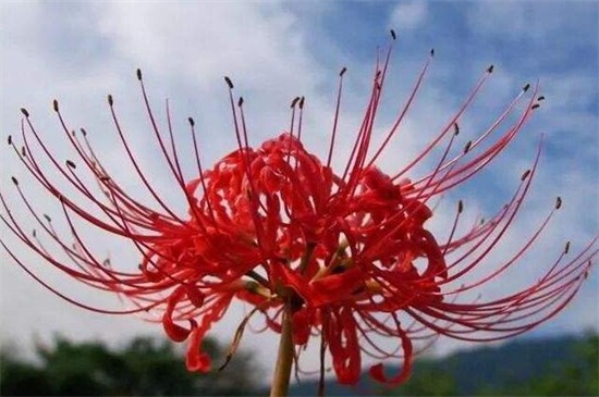 彼岸花为何叫死人花