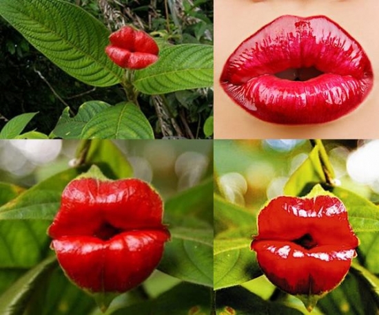 嘴唇花是什么？
