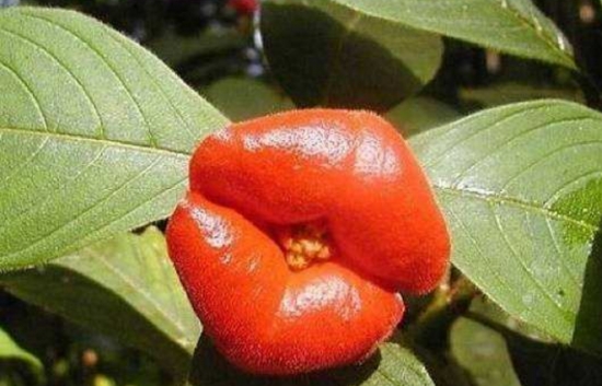嘴唇花是什么？