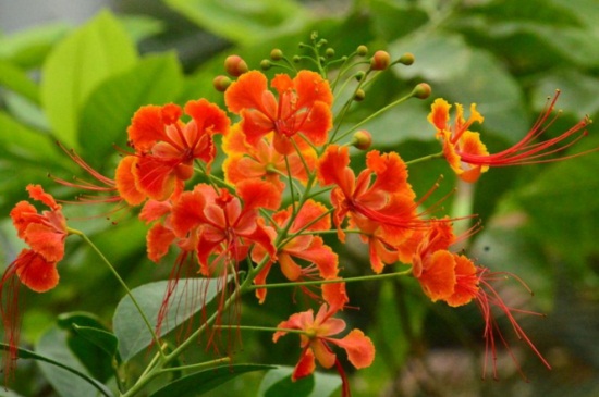 金凤花的功效与作用，可有观赏以及药用价值