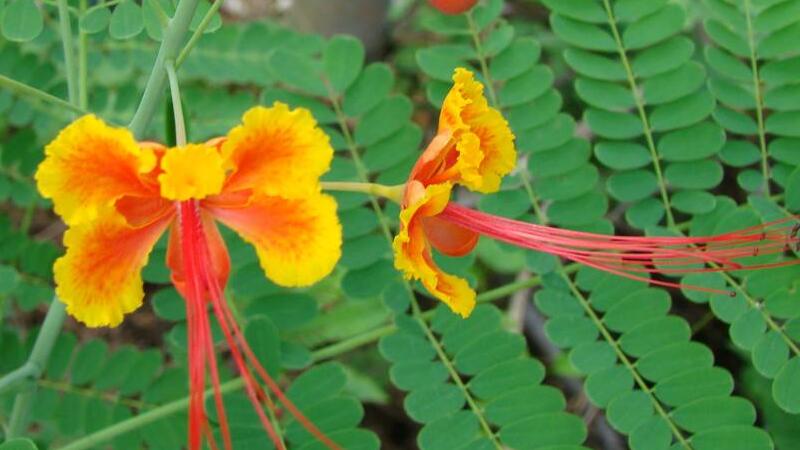 金凤花的养殖办法及留意事项