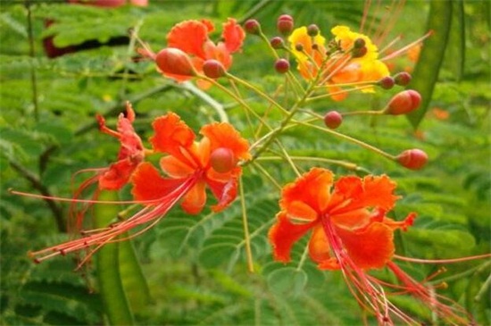 金凤花的养殖办法及留意事项