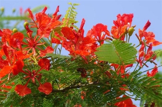 金凤花的养殖办法及留意事项