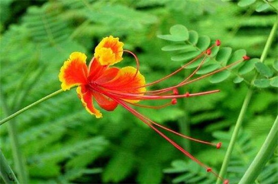 金凤花的病虫害预防和治疗，线虫剪根换土洒药预防和治疗