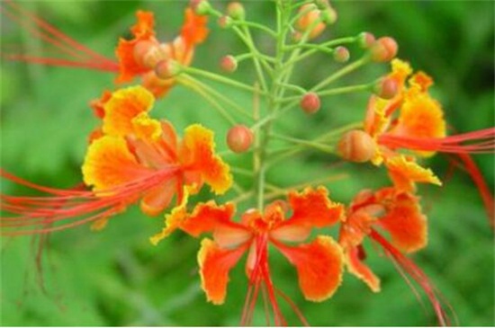 金凤花的病虫害预防和治疗，线虫剪根换土洒药预防和治疗