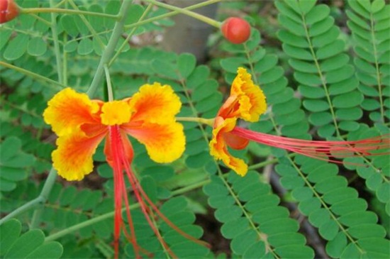 金凤花的病虫害预防和治疗，线虫剪根换土洒药预防和治疗