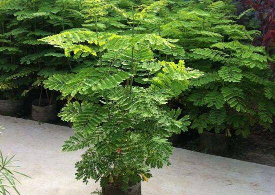 金凤花盆栽如何养护，五个技巧让金凤花花开满盆