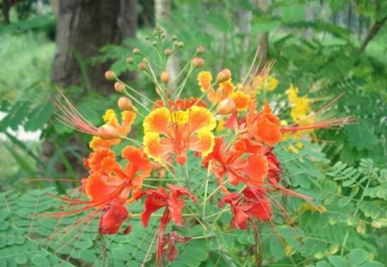 金凤花盆栽如何养护，五个技巧让金凤花花开满盆