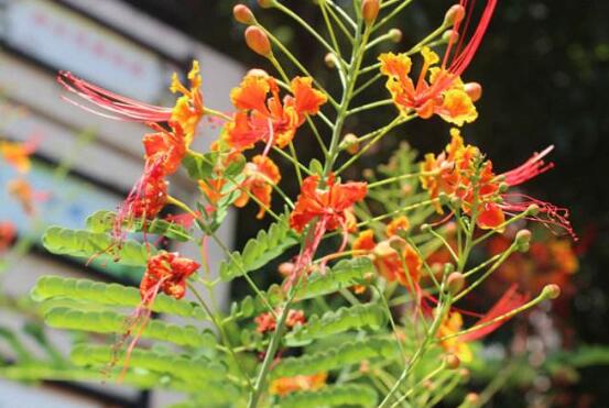 金凤花盆栽如何养护，五个技巧让金凤花花开满盆