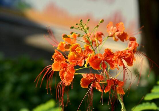 金凤花盆栽如何养护，五个技巧让金凤花花开满盆