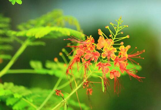 金凤花盆栽如何养护，五个技巧让金凤花花开满盆