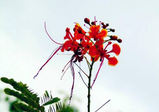 金凤花盆栽如何养护，五个技巧让金凤花花开满盆