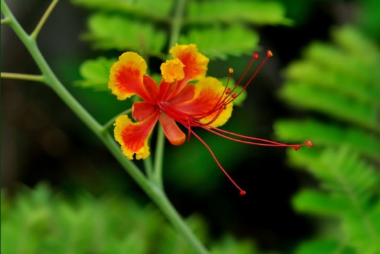 金凤花养殖办法：耐寒不耐热，一般遇到5-8℃的低温时，枝条就会被冻伤