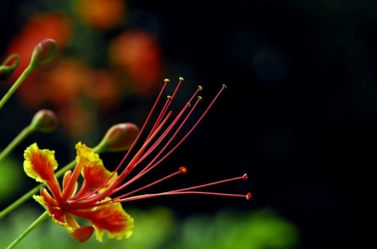 金凤花养殖办法：耐寒不耐热，一般遇到5-8℃的低温时，枝条就会被冻伤