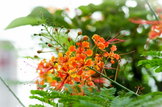 金凤花的资料 金凤花的资料