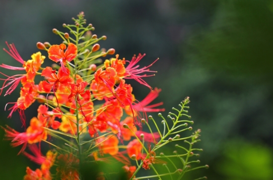 金凤花的资料 金凤花的资料