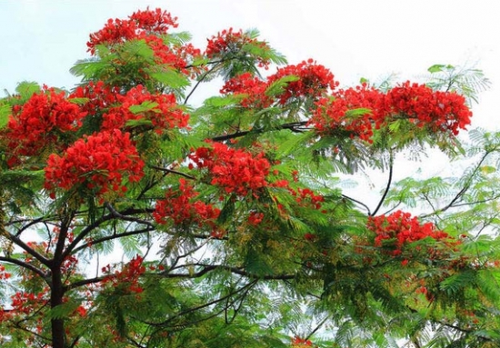 金凤花的资料 金凤花的资料