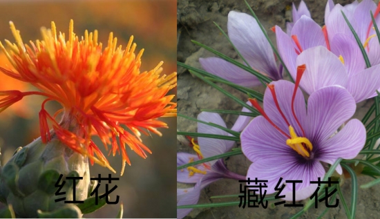 红花和藏红花有什么区别：红花能通经治血，能补能泻，但养血的功效远不及藏红花