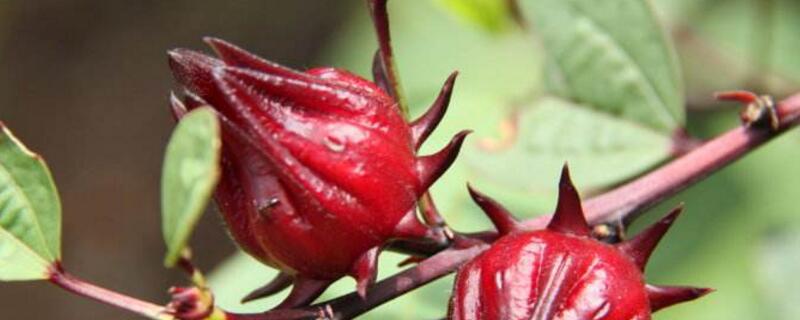 洛神花的养殖办法和留意事项