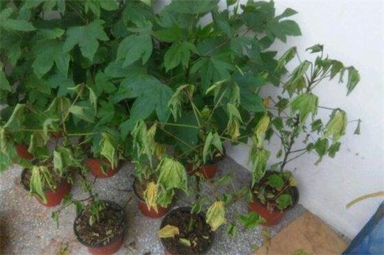 洛神花的养殖办法和留意事项