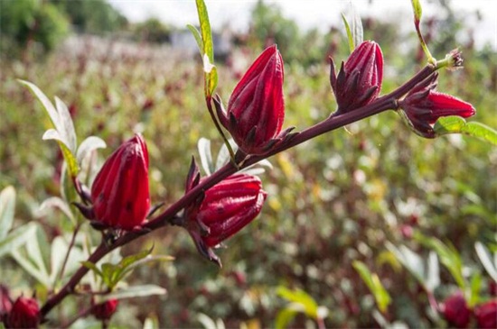 洛神花是什么花,一种茶花/草本植物