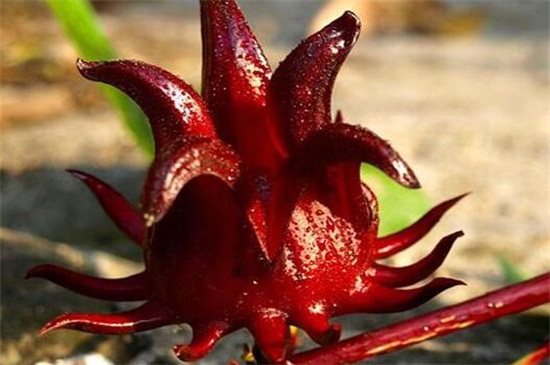 洛神花是什么花,一种茶花/草本植物