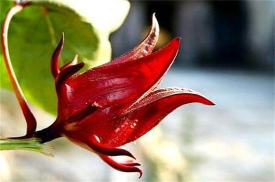 洛神花是什么花,一种茶花/草本植物