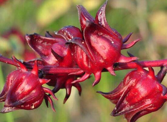 洛神花的功效与作用，可美容养颜养胃健胃(10大益处)